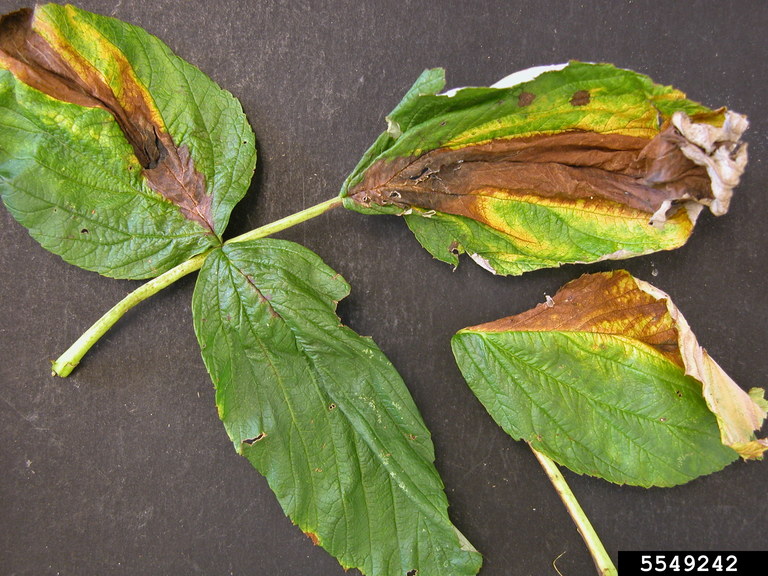 Дидимелла или пурпурная пятнистость. Проявление болезни на листьях малины