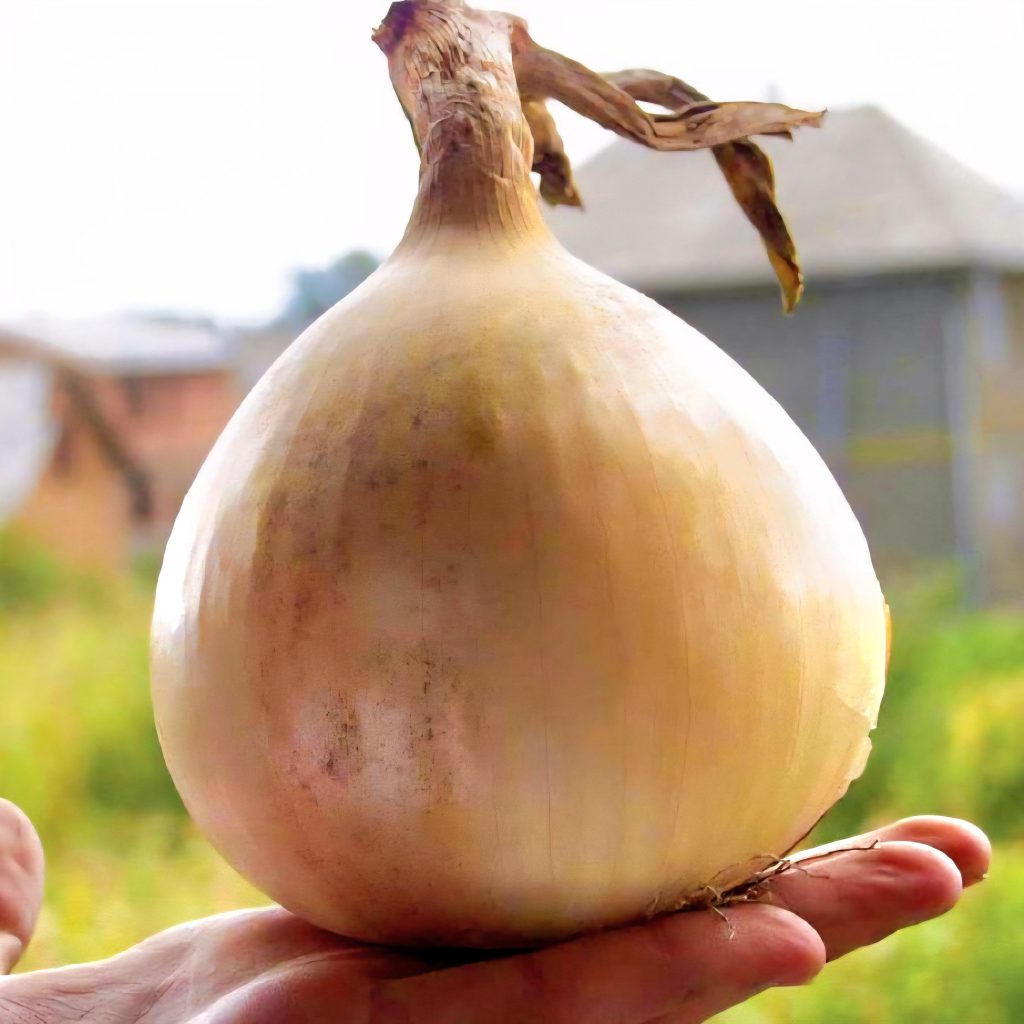 Эксибишн – салатный сорт с огромными луковицами