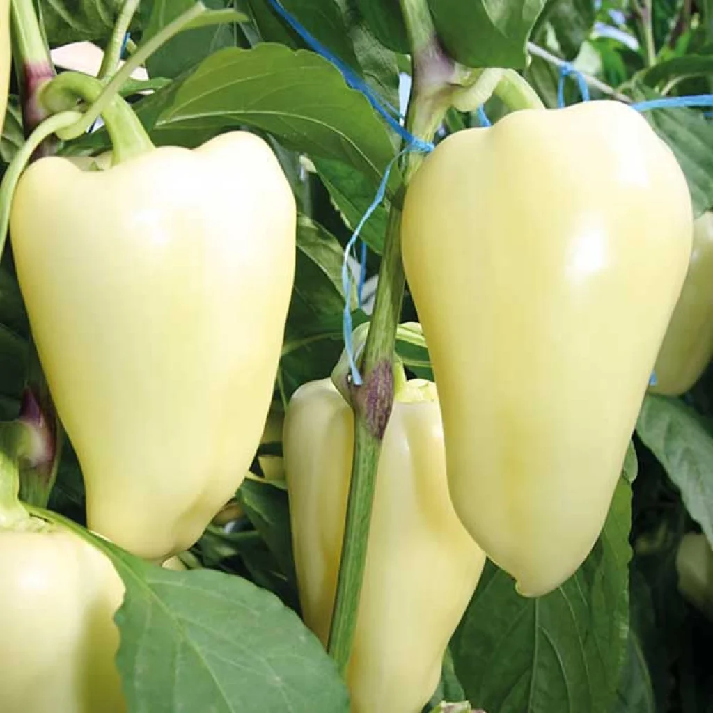 Сорта и гибриды сладкого перца - Хаски F1