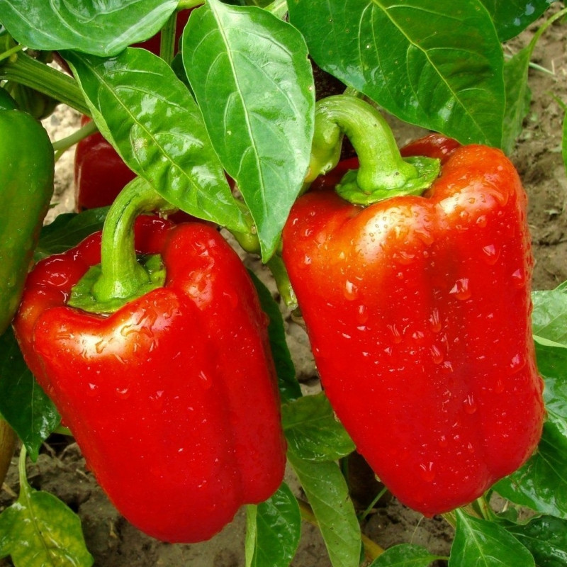 Калифорнийское чудо