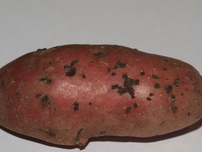 Ризоктоніоз (чорна парша бульб картоплі)