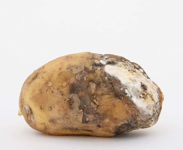 Хвороби картоплі під час зберігання. Суха гниль (фузаріоз)