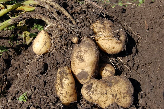 Морфологическое строение картофеля. Клубни