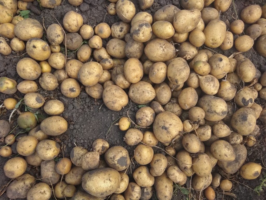 Районовані сорти картоплі. 2024 рік