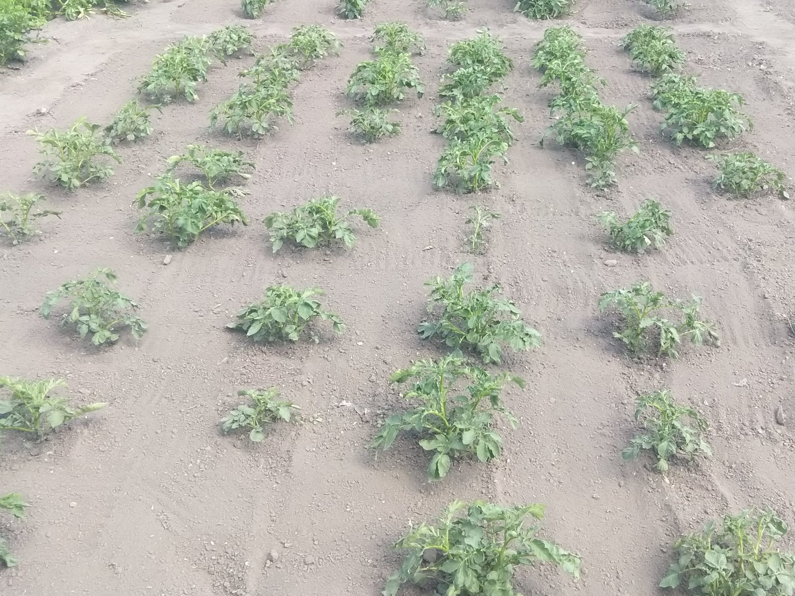 Технологія вирощування картоплі без підгортання