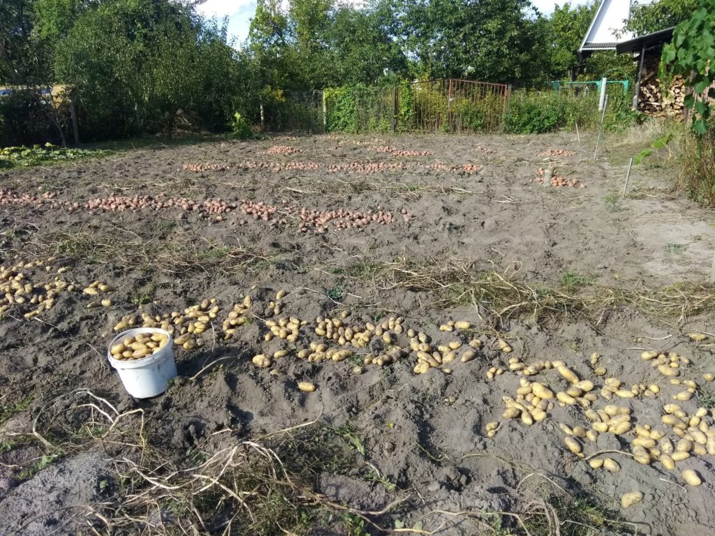 Збирання картоплі