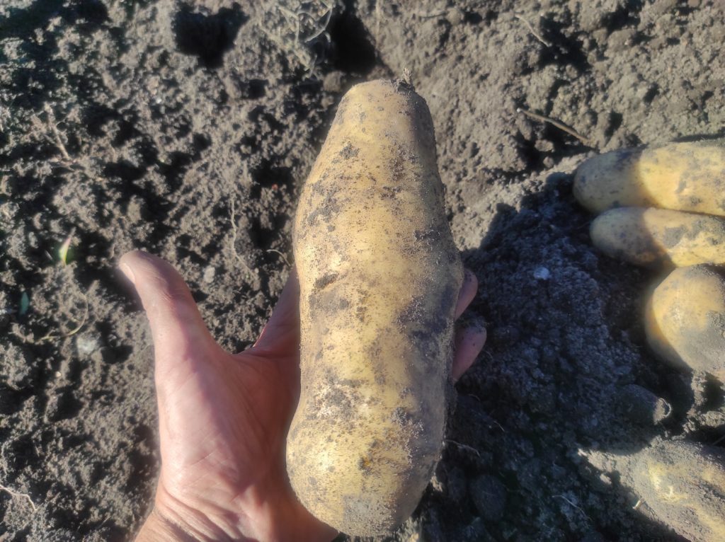 Сорт картоплі Гранада