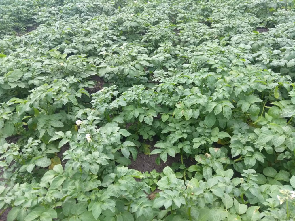 Технология выращивания картофеля