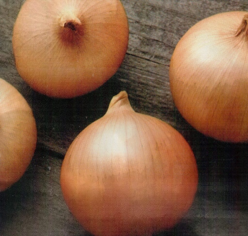 Кэнди F1 – гибрид салатного лука