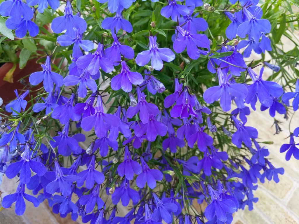 Лобелия эринус