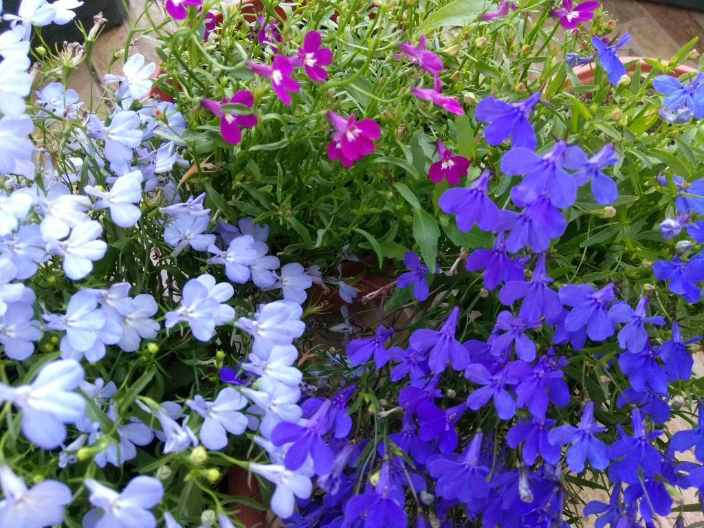 Лобелія ерінус - розмаїття кольорів