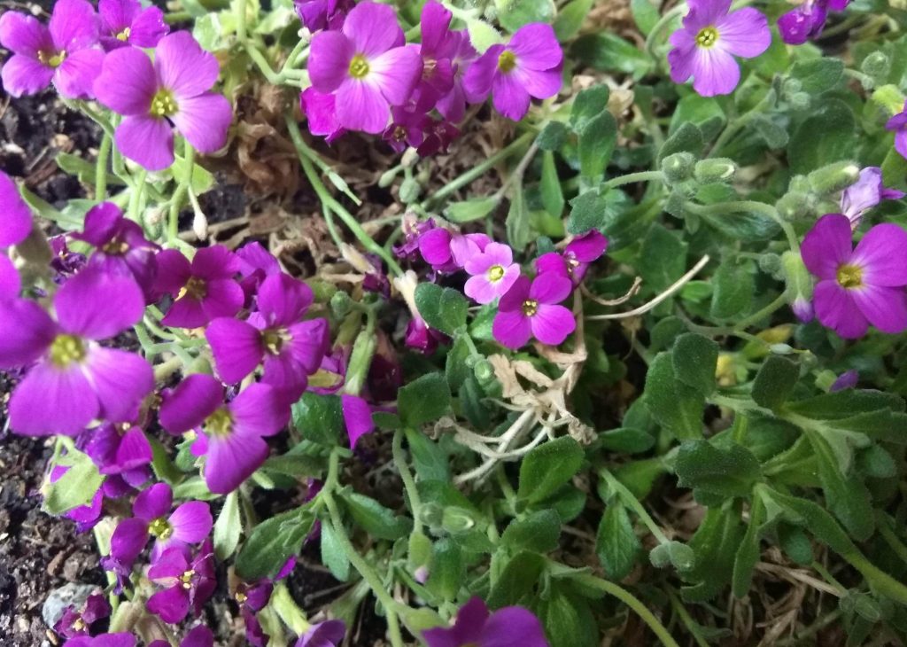 Цветы и листья обриеты