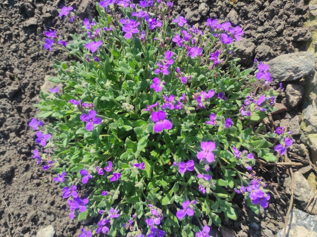 Уход за обриетой