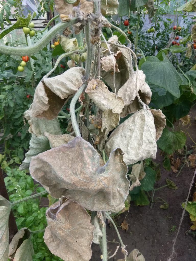 Паутинный клещ приводит к полной гибели растений - АГРОШКОЛА