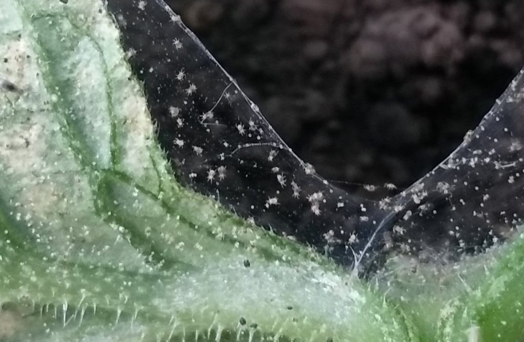 Паутинный клещ – АГРОШКОЛА