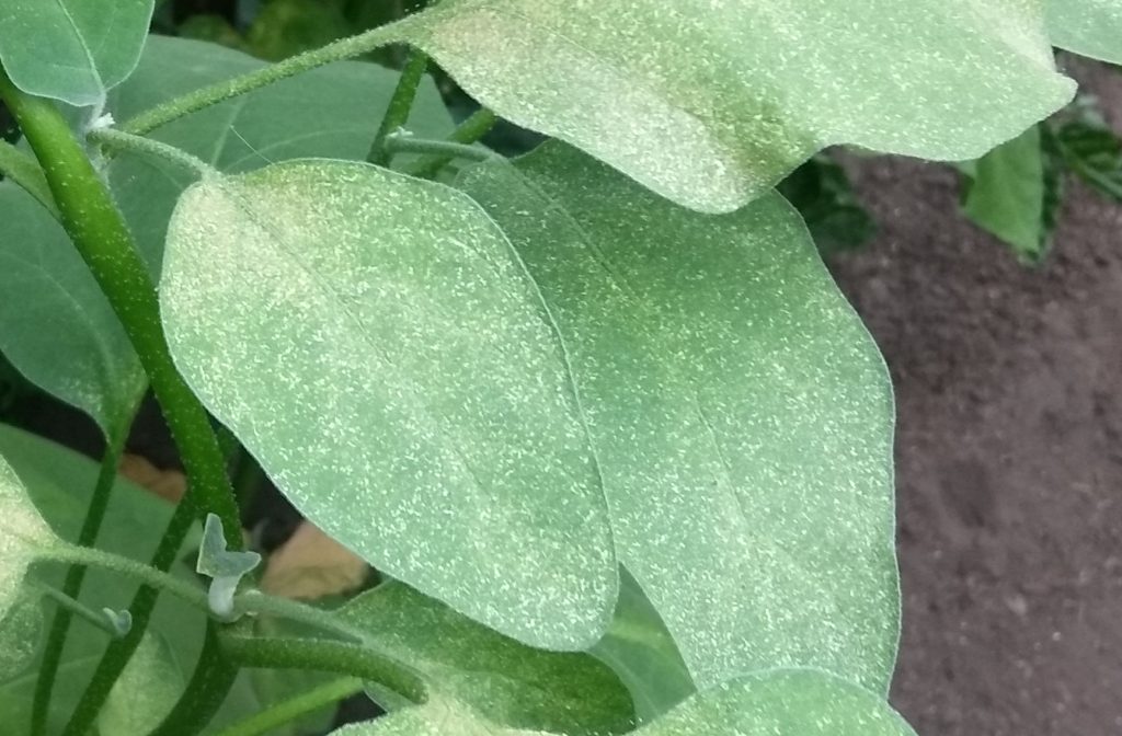 Характерный признак заражения паутинным клещом – появление бесцветных точек на листьях. - АГРОШКОЛА