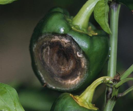 Альтернариоз или сухая гниль на перце