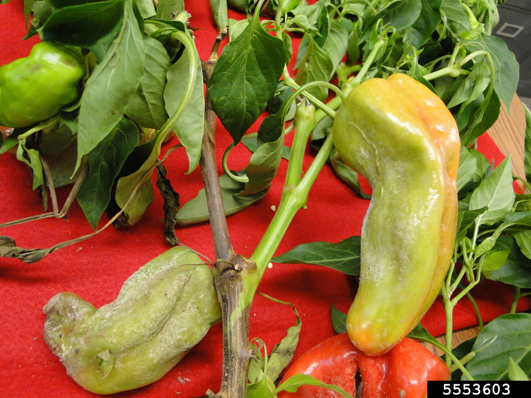 Фитофтороз перца сладкого