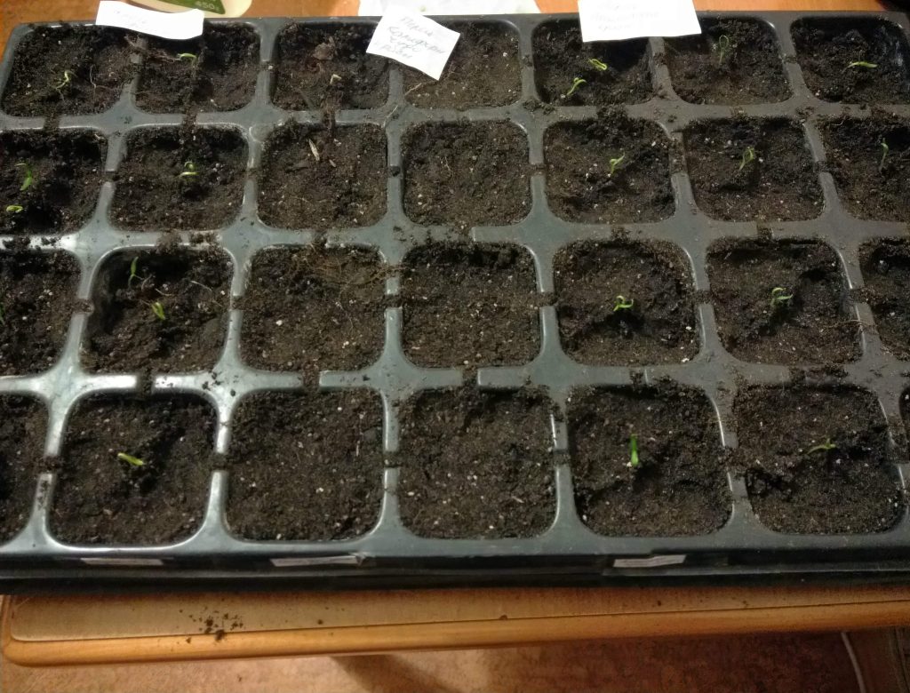 Выращивание рассады перца в кассетах - АГРОШКОЛА
