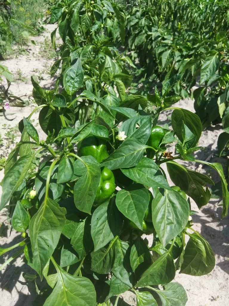 Выращивание перца в открытом грунте - https://agroschool.com.ua/