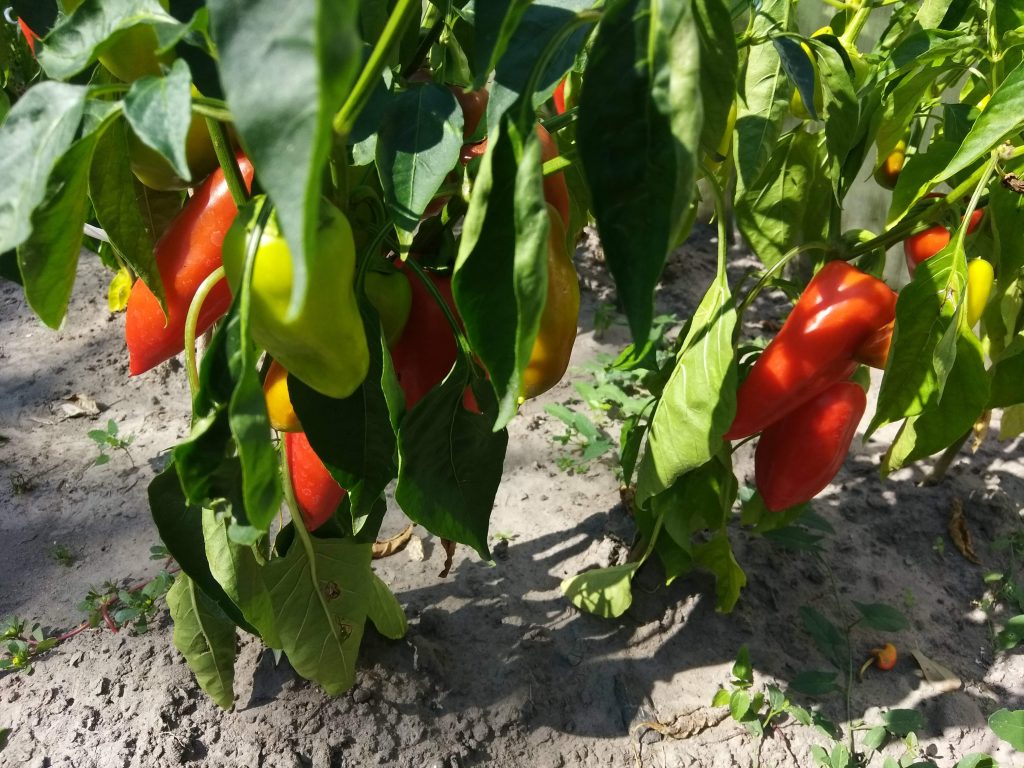 Сорт сладкого перца Подарок Молдовы - АГРОШКОЛА