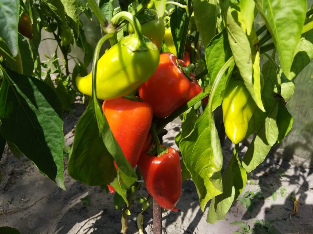 Выращивание перца - АГРОШКОЛА