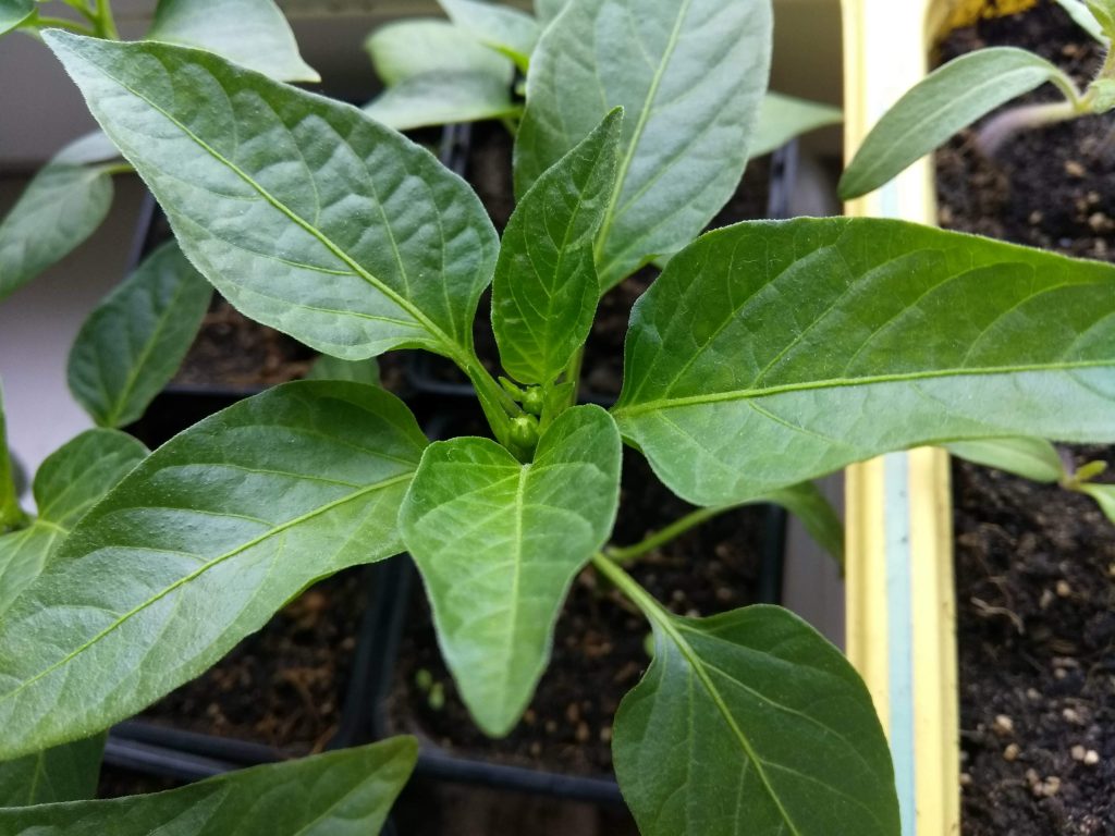 Рассада перца - https://agroschool.com.ua/