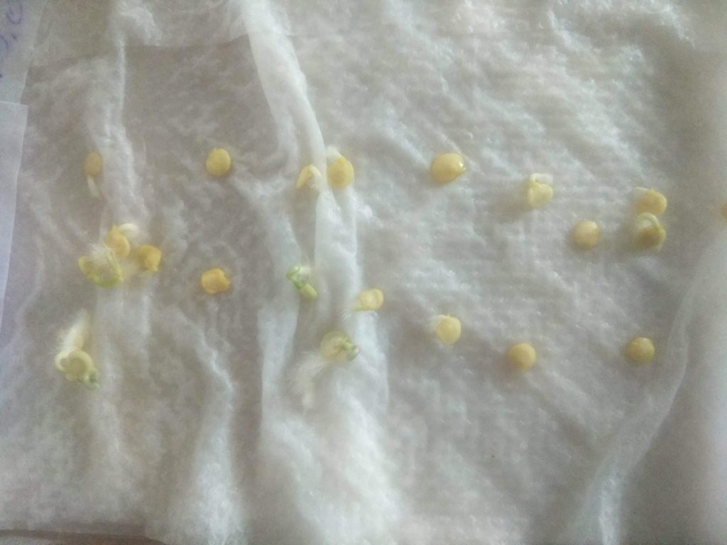 Проращивание семян перца - https://agroschool.com.ua/