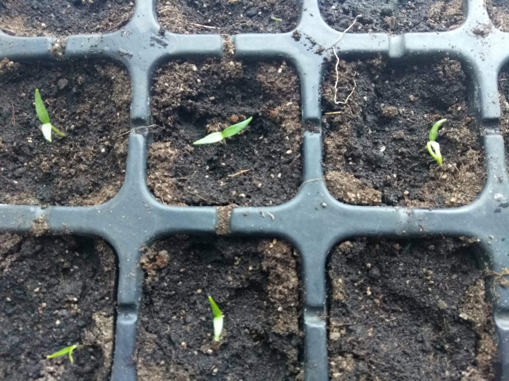 Выращивание рассады перца - https://agroschool.com.ua