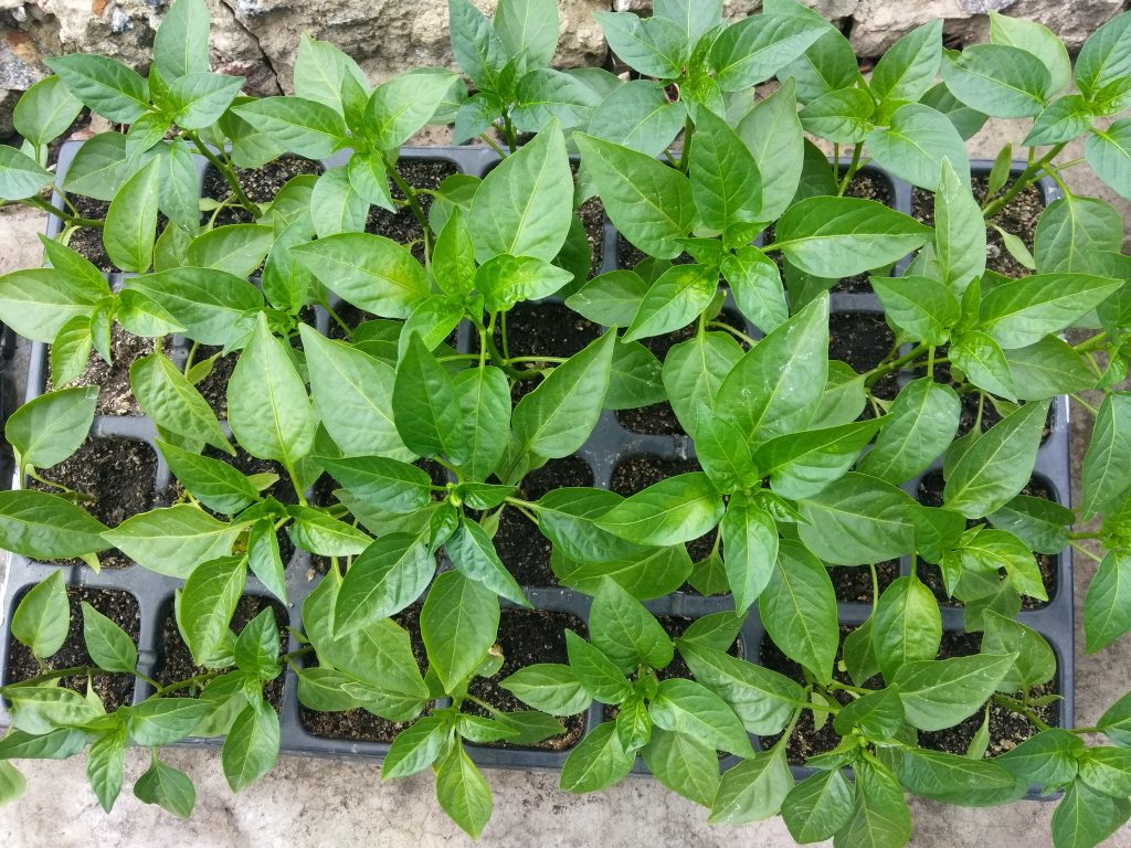 Рассада перца, готовая к высадке - https://agroschool.com.ua/ru