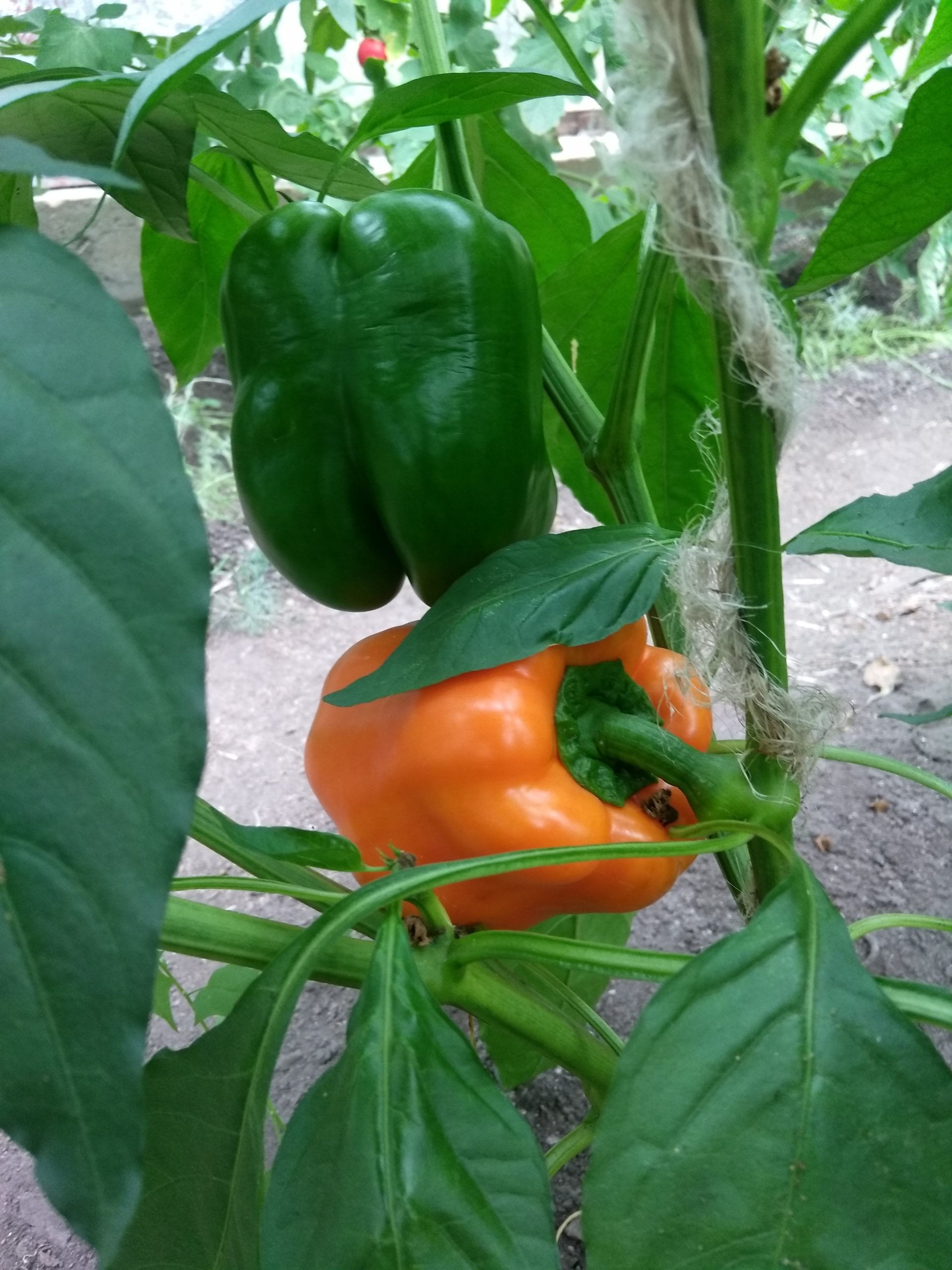 В теплицах перец обязательно подвязывают к опорам