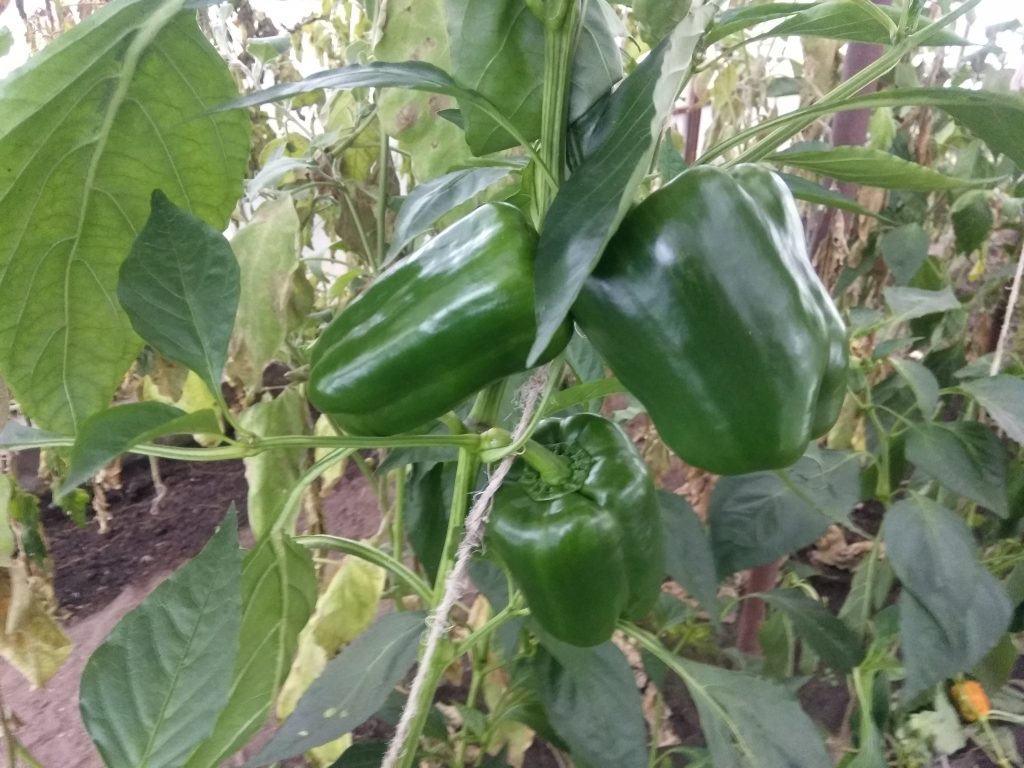 Выращивание перца в теплицах - АГРОШКОЛА 