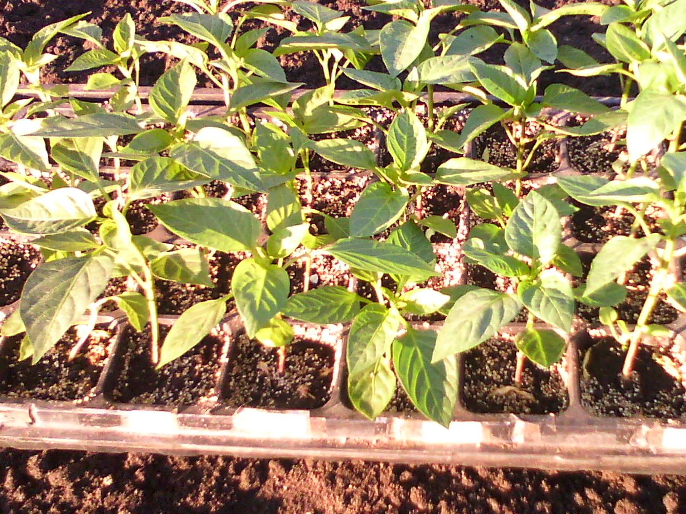 Высадка рассады перца - АГРОШКОЛА - https://agroschool.com.ua/