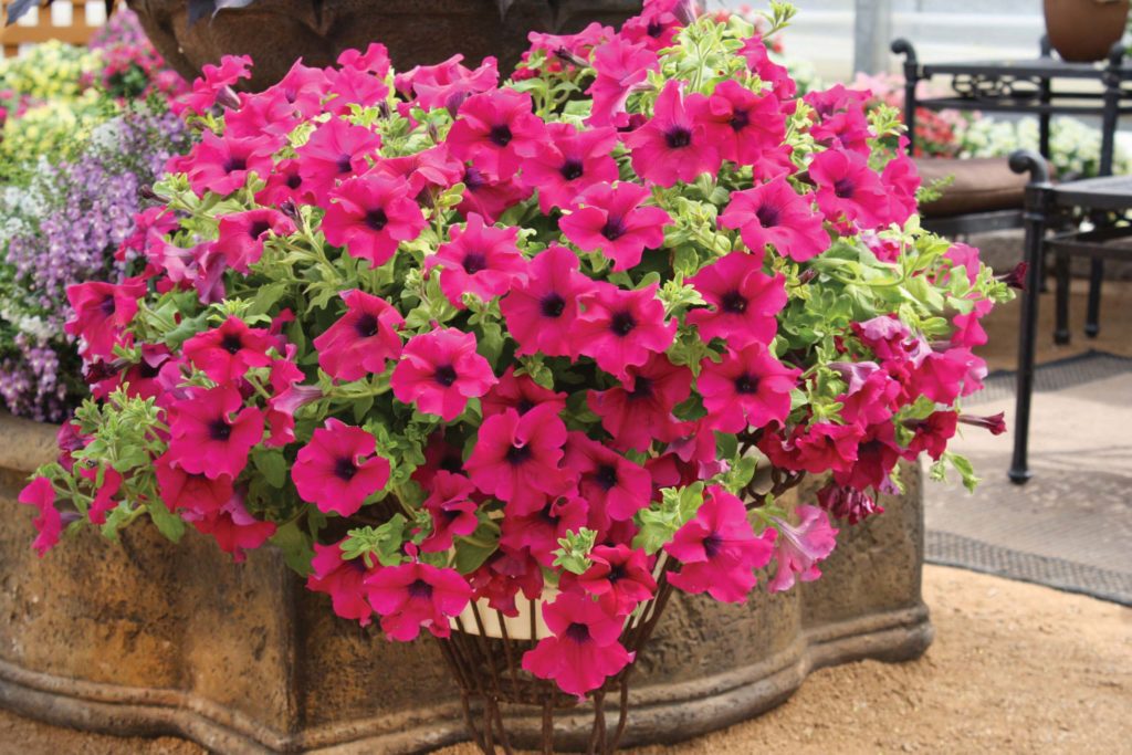Класифікація петунії. Сурфінія сорт SURFINIA® TRAILING Giant Purple