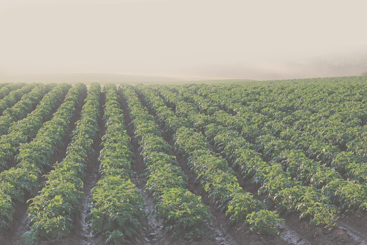 Нормы внесения NPK под овощные культуры