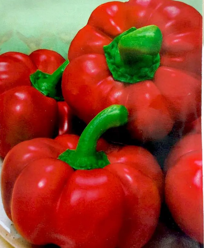 Сорт перца Рубиновый