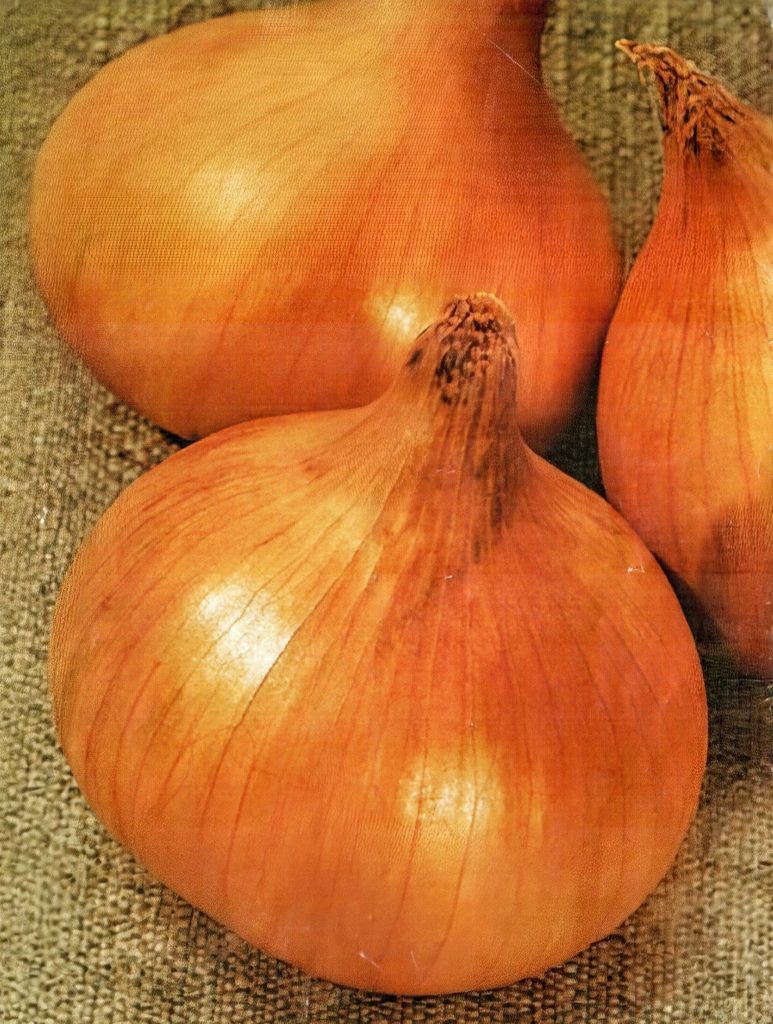 Сорт лука Штутгартен Ризен