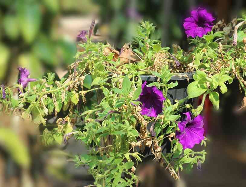 Старение кустов петунии