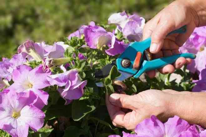 Стрижка петунии