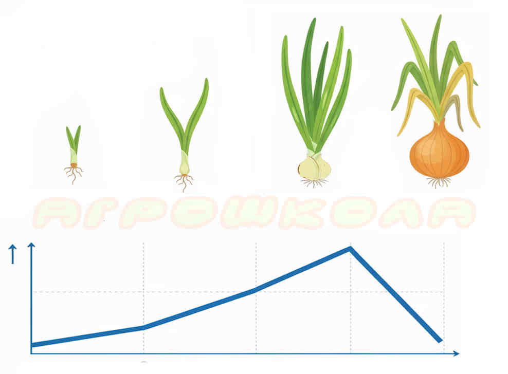 Потребность лука репчатого в воде в разные фазы развития