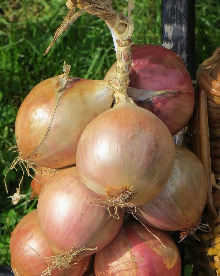 Зберігання цибулі