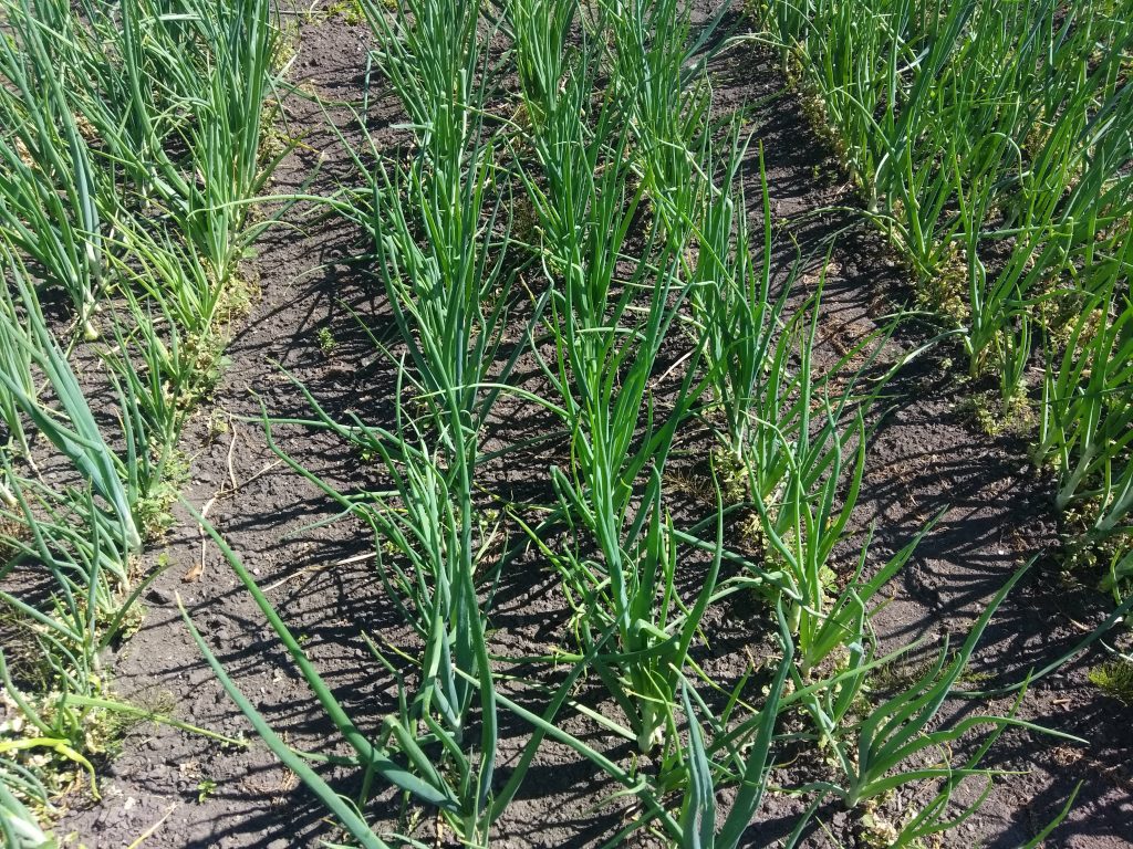 Выбор и подготовка участка для выращивания репчатого лука