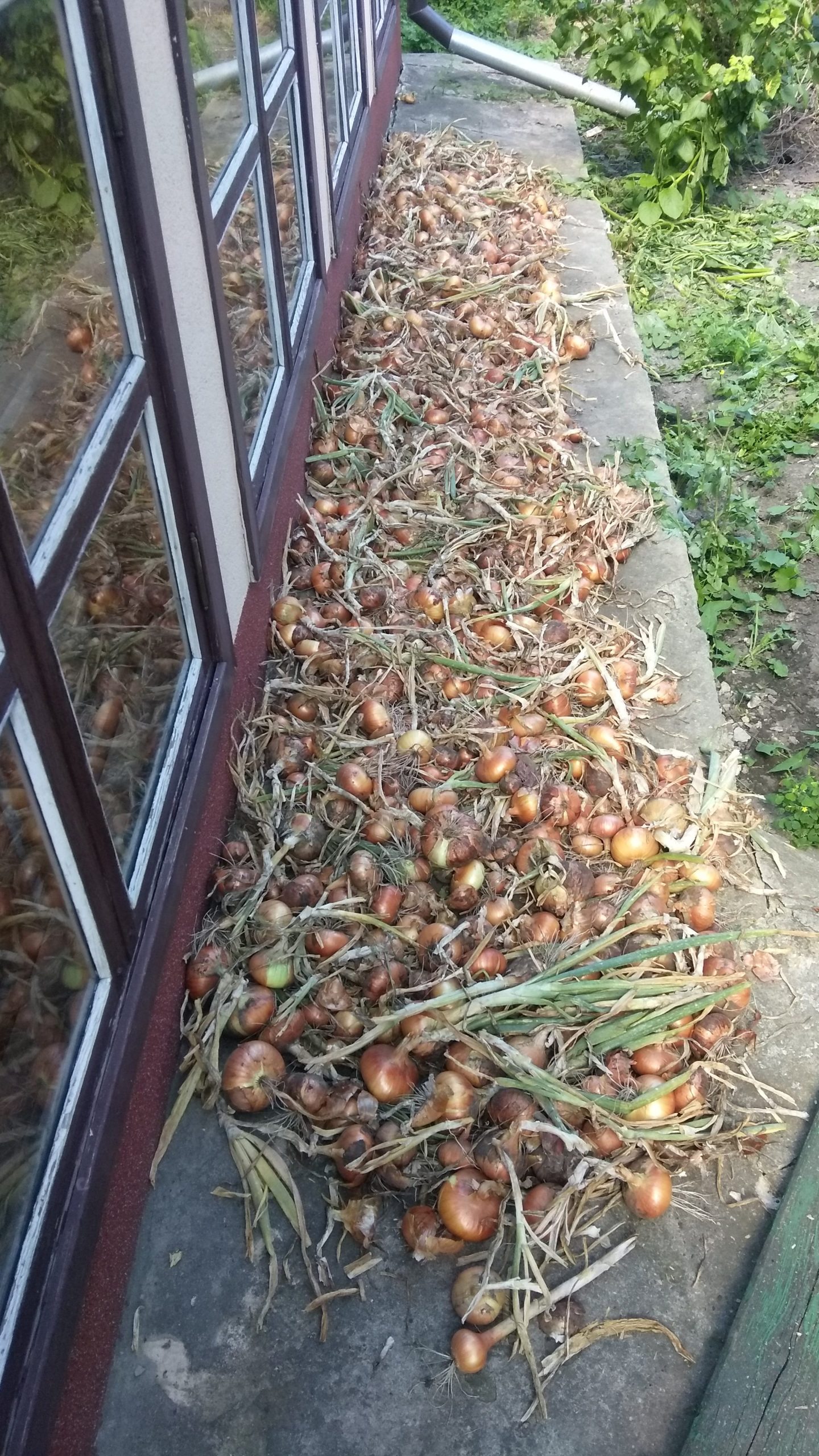 Сушка собранного урожая репчатого лука