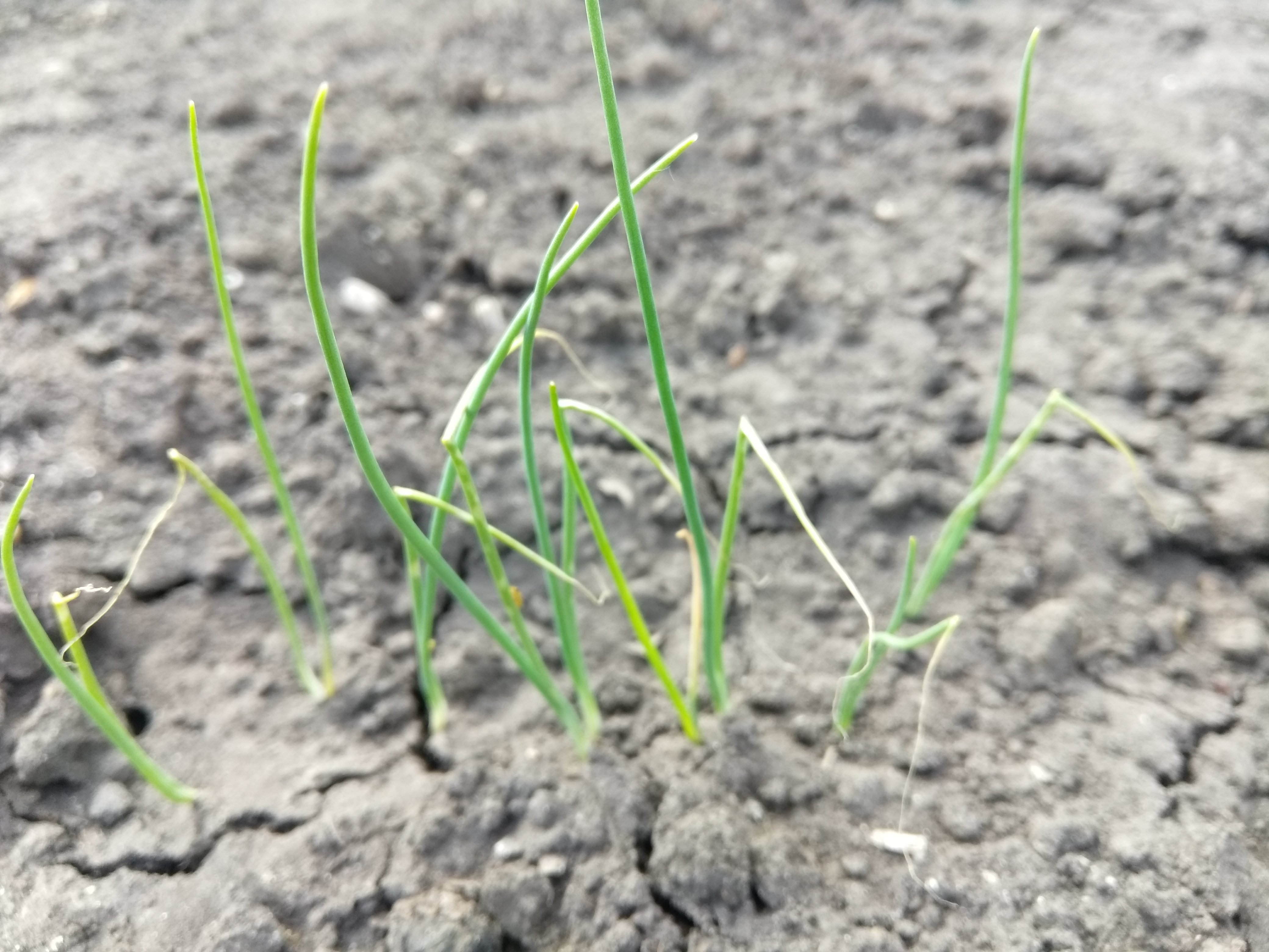 Формирование густоты всходов лука проводят в фазу 1-2 настоящих листьев