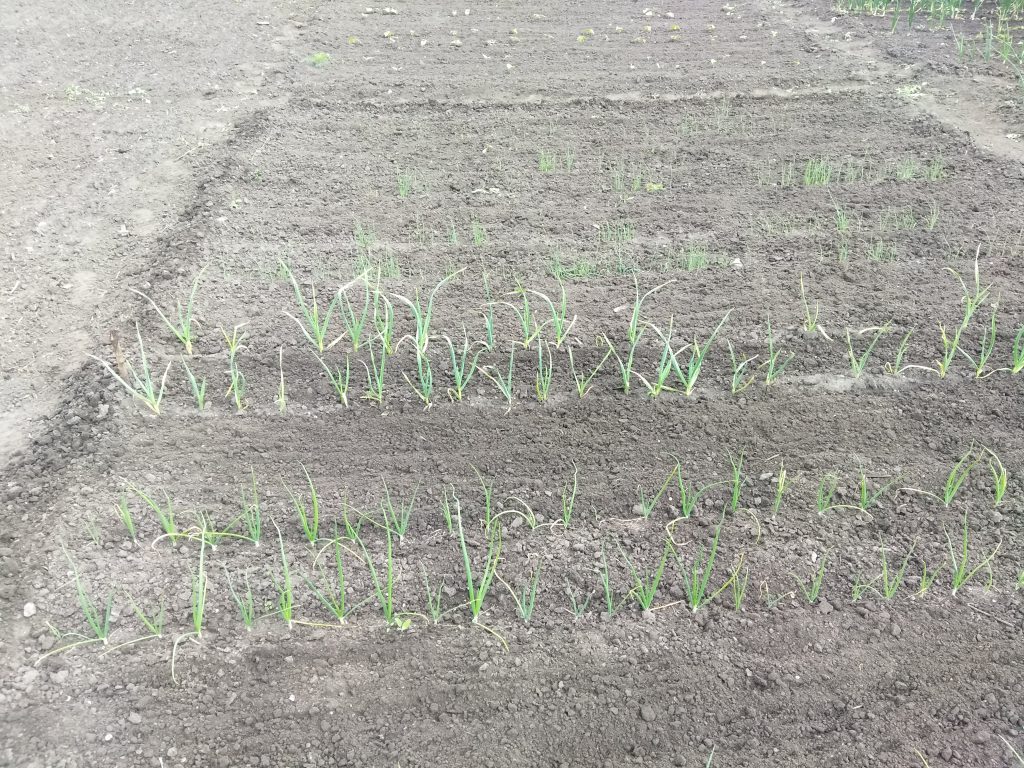 Бажано, щоб до холодів цибуля утворила приблизно 4 справжніх листка