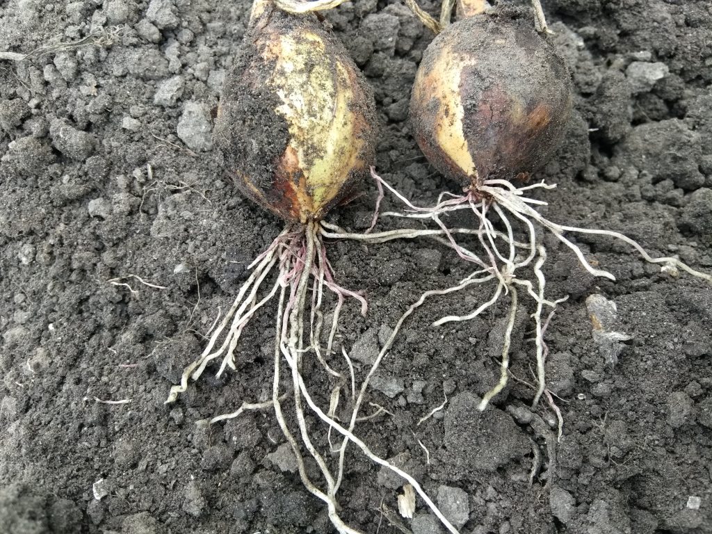 Розовая гниль корней лука