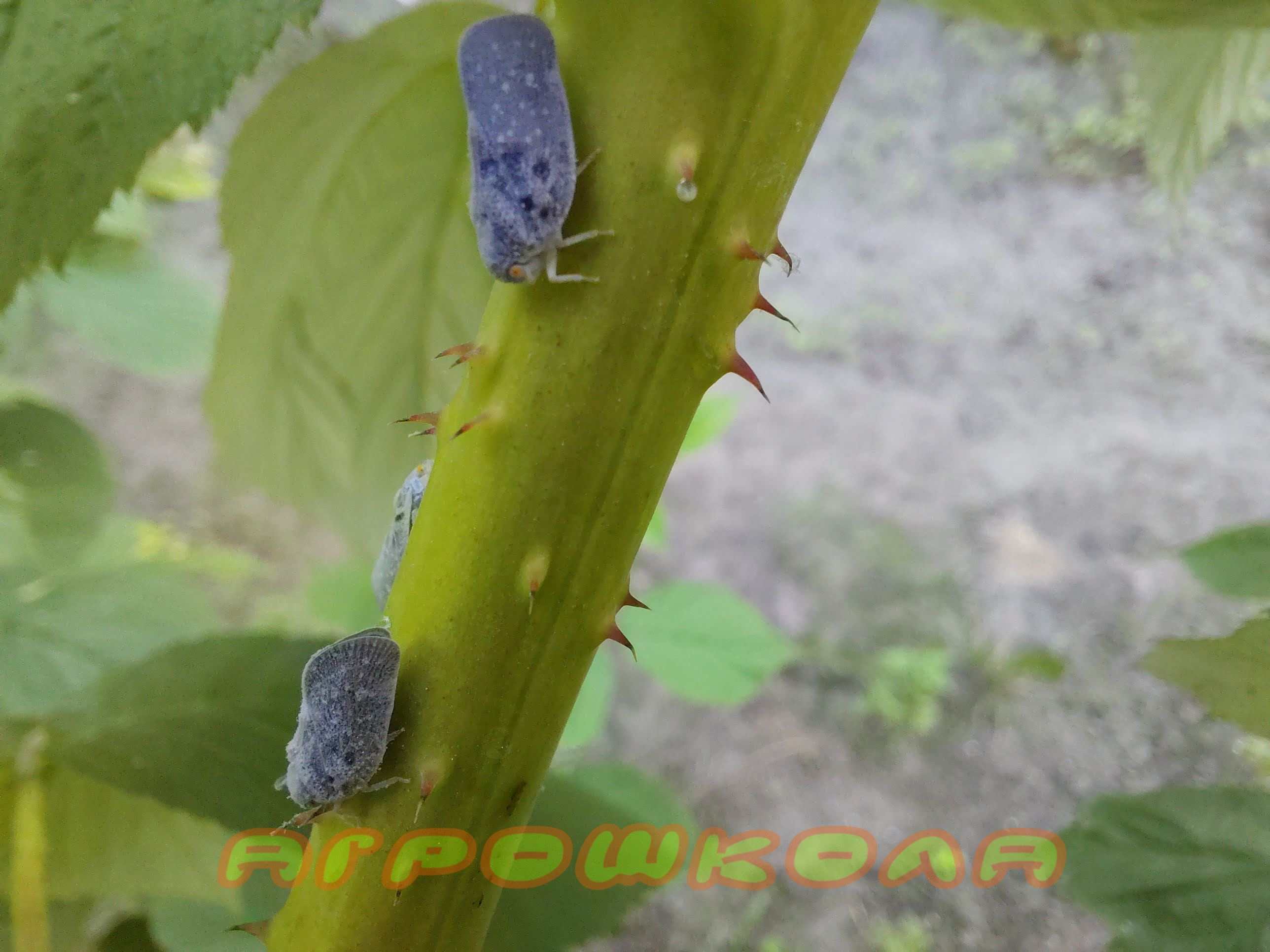 Цикадка біла або меткальфа. Імаго