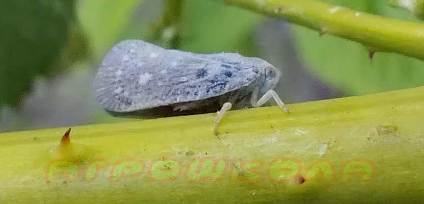 Цикадка біла