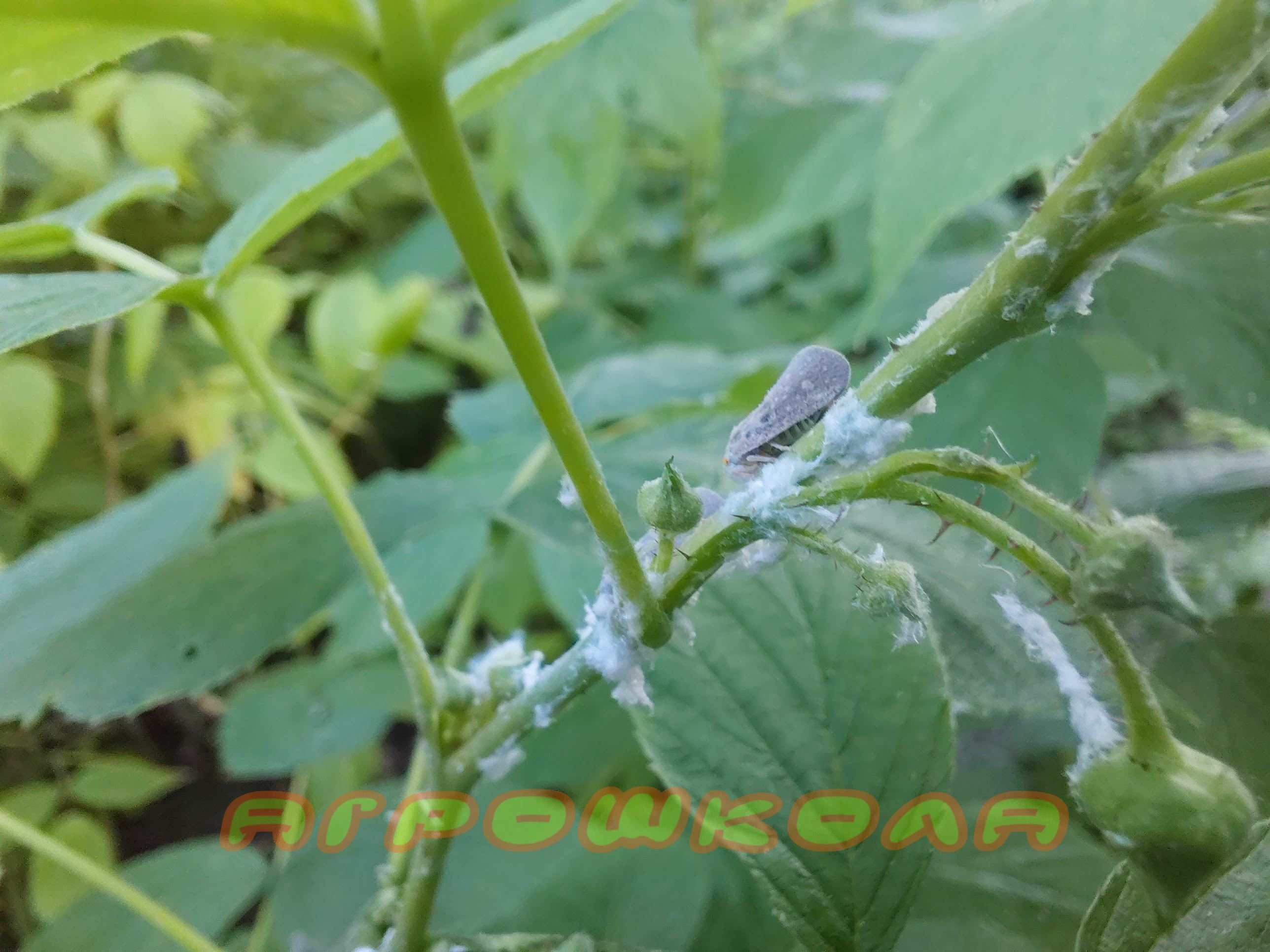 Ватний наліт на листках і пагонах - характерна ознака появи цикадки білої