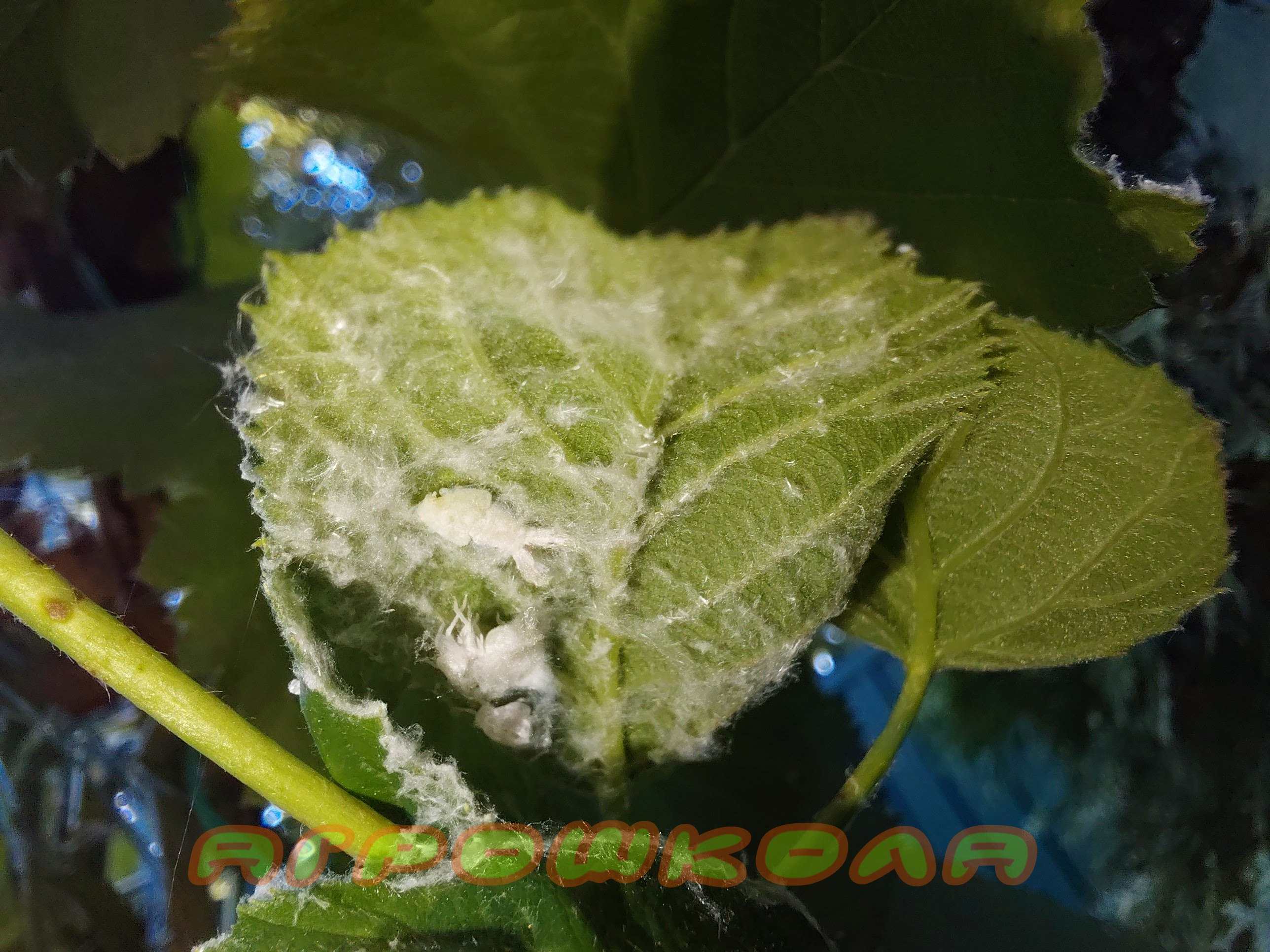 Ватний наліт, німфа і залишки хітінового покриву після линьки німфи цикадки білої